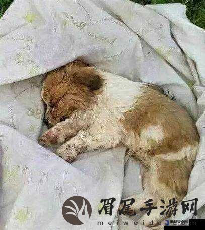 一人一狗卡住 6 个小时:背后原因令人深思且情况十分危急