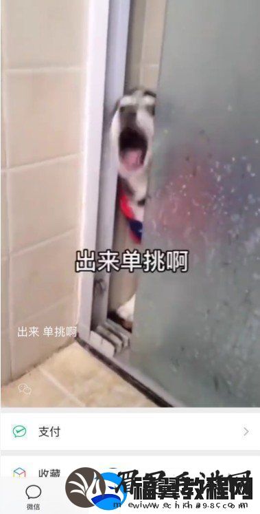 微信8.0状态背景哈士奇下载-8.0状态背景素材哈士奇分享