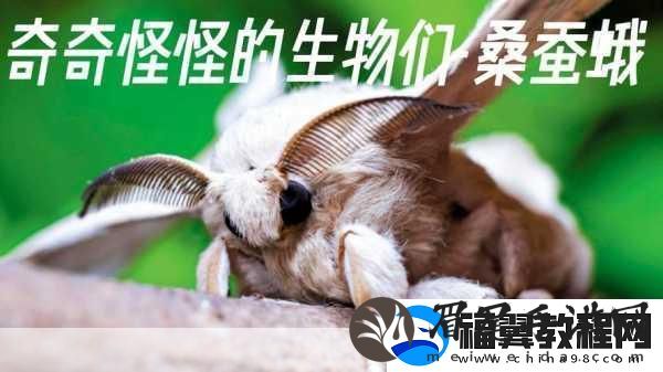 ZOOM动物高清