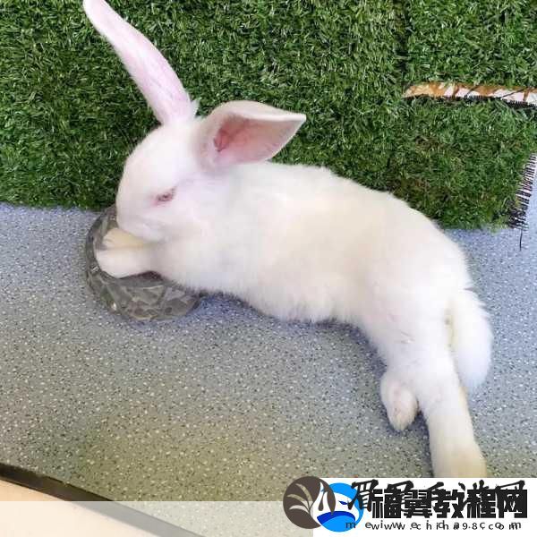咬小兔兔是站着还是躺着-1.-小兔兔的奇妙姿势：站着与躺着的对比