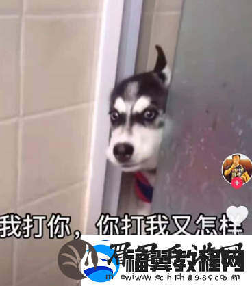 微信8.0状态背景哈士奇下载