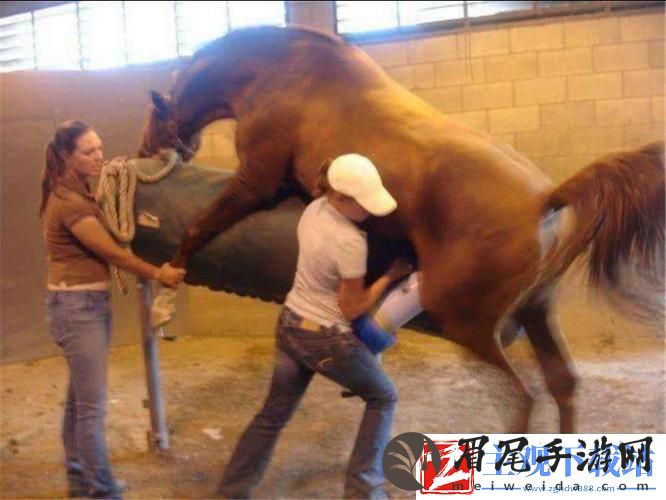 奇葩“马配马种”