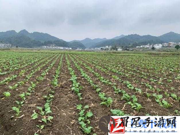 儿子耕种母亲的田