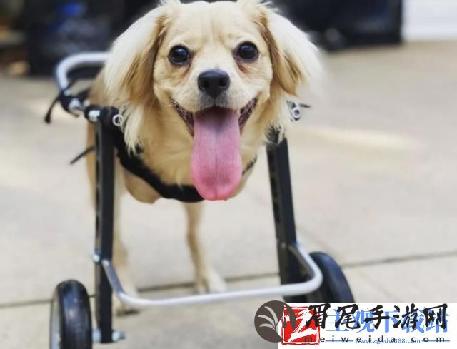 “科技奇葩！‘小白小菇’狗狗颠覆认知