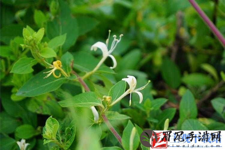 师徒