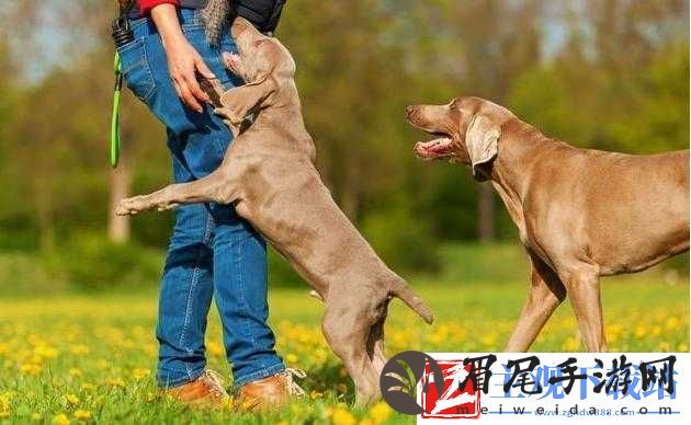 人狗胶配方大全狗狗