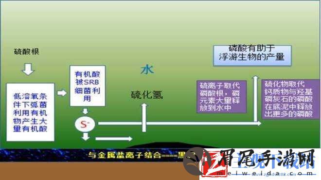 浮油生物对缺氧环境的适应机制