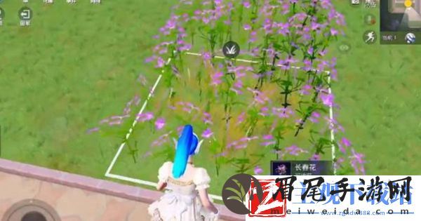 和平精英花圃种子在哪买