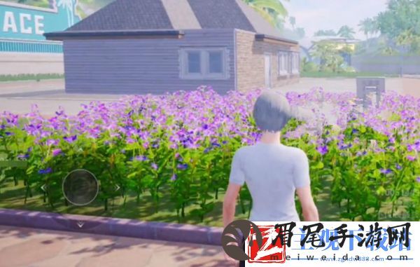 和平精英花圃种子在哪买