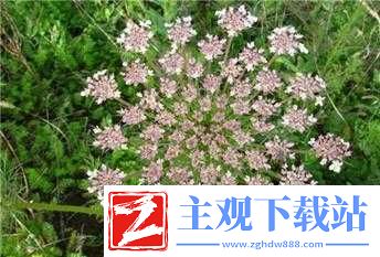 夜战十女不败