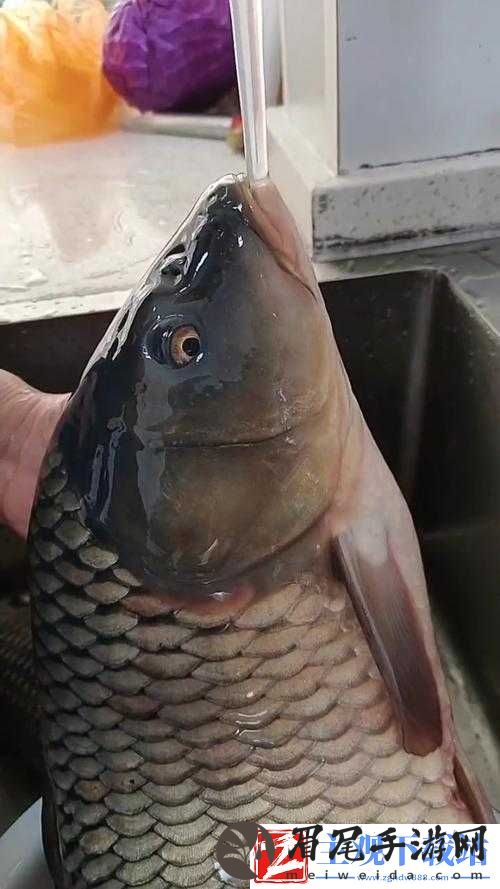 鲤鱼喝水