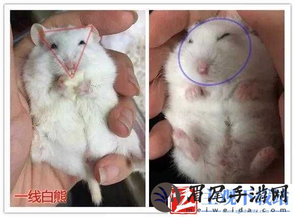日本一线与三线区别是什么