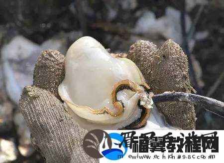 肉伦麻麻肉蚝深处下种激情演绎