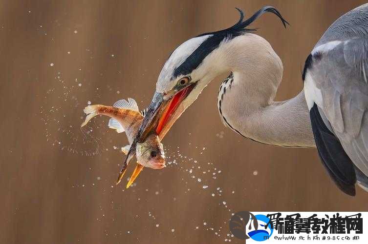 娇小交片