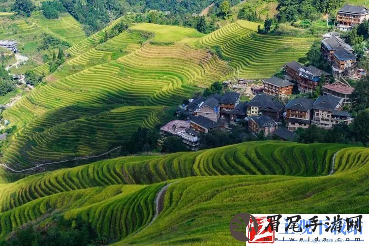 丝瓜秋葵草莓香蕉榴莲芒果大全：美味多彩-健康滋养的选择