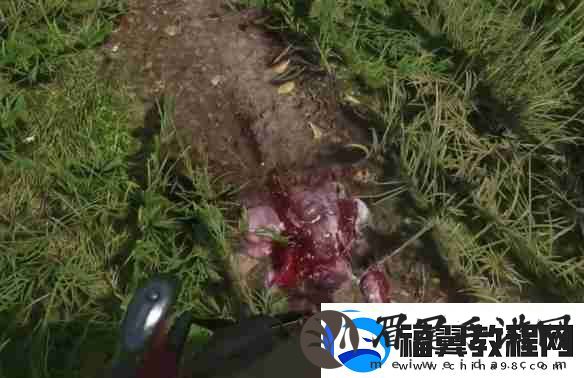 天国拯救2狼群中的羊任务怎么做