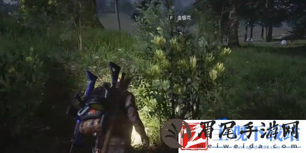 七日世界金银花在哪