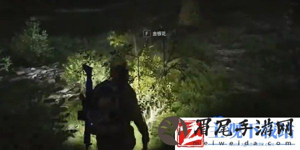 七日世界金银花在哪