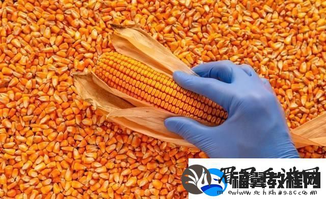 玉米强势上涨！你何时卖粮