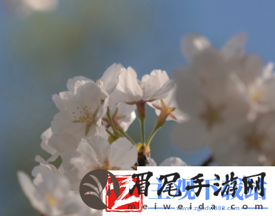 SP杂文：解锁隐藏的奥秘！
