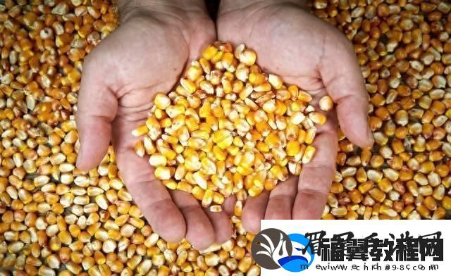 玉米强势上涨！你何时卖粮