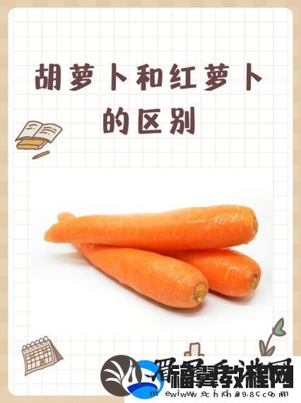 女的用胡萝卜用大头还是小头