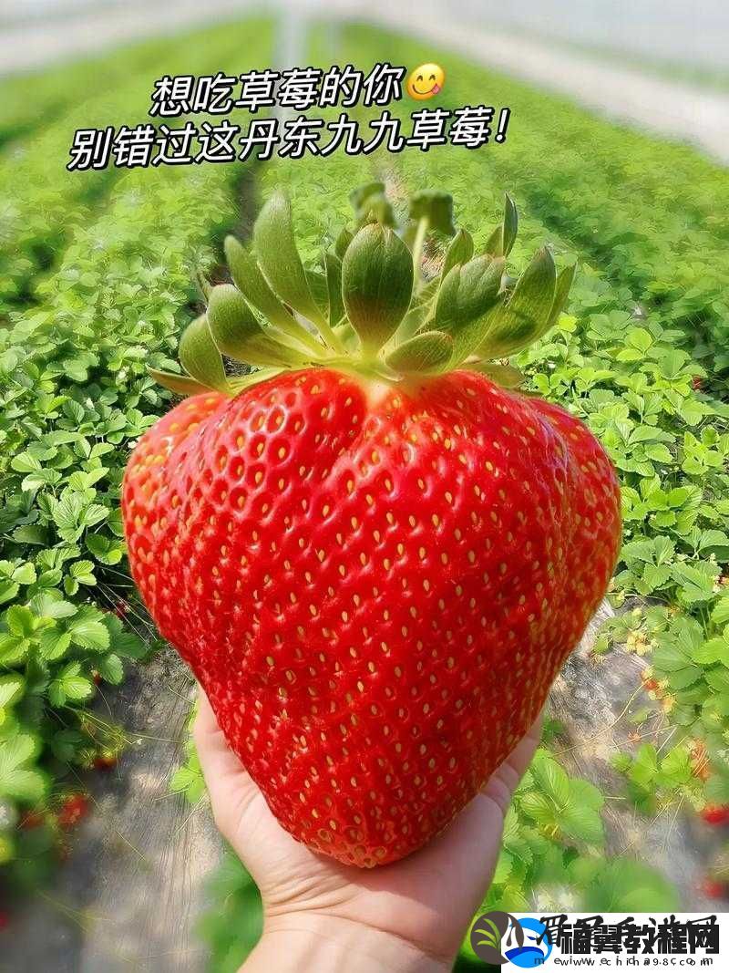 蜜丝婷大草莓-VS-小草莓：哪一款才是你的最爱