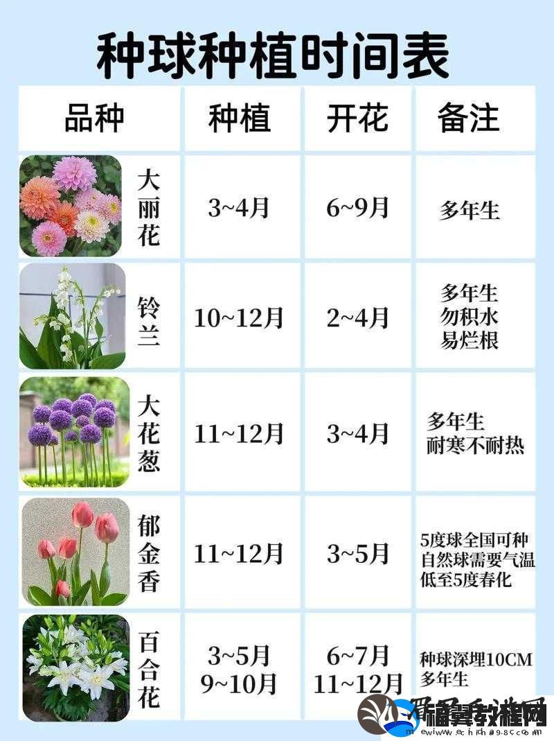 花店物语-全面解析花种种植技巧与最佳种植时间选择攻略