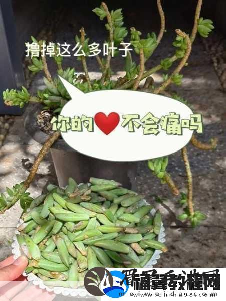 1V7多肉多车