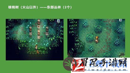 星露谷物语金核桃在哪