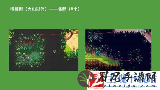 星露谷物语金核桃在哪