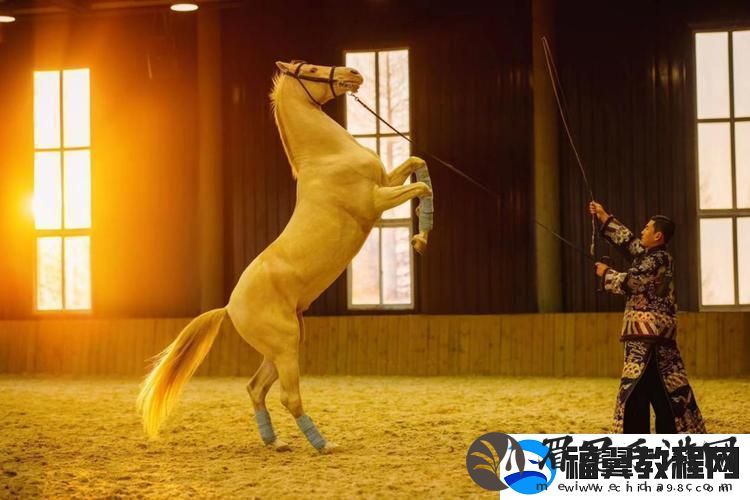 人马畜禽company免费澎湃号上线