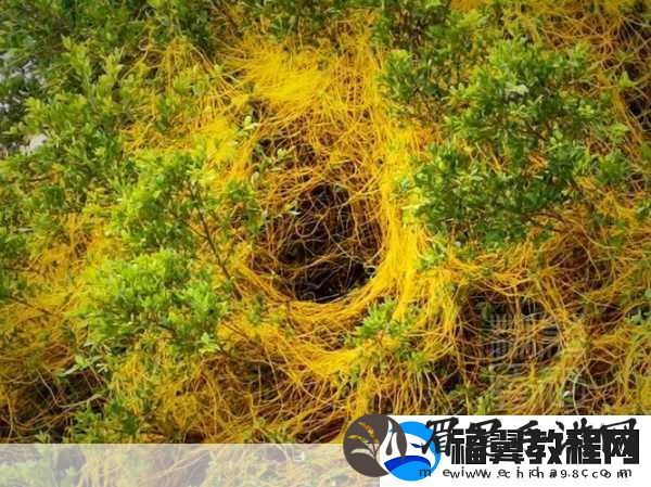 鼓蓬蓬的牦户