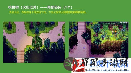 星露谷物语金核桃在哪