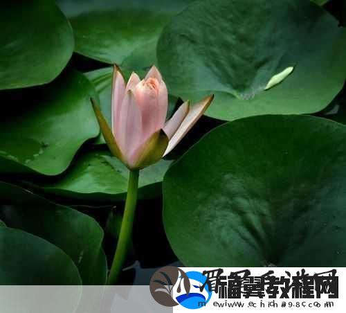 女性莲花开症状图片