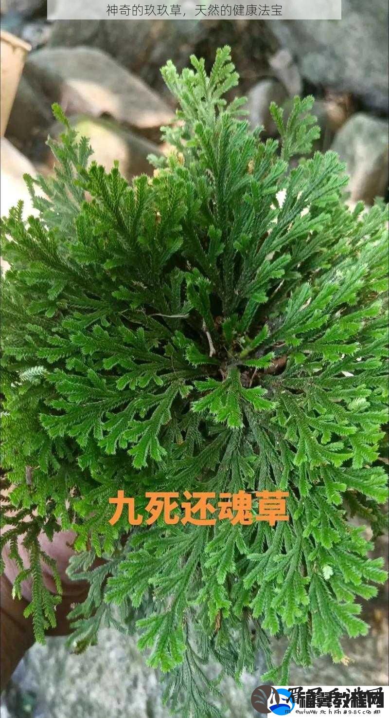 神奇的玖玖草-天然的健康法宝