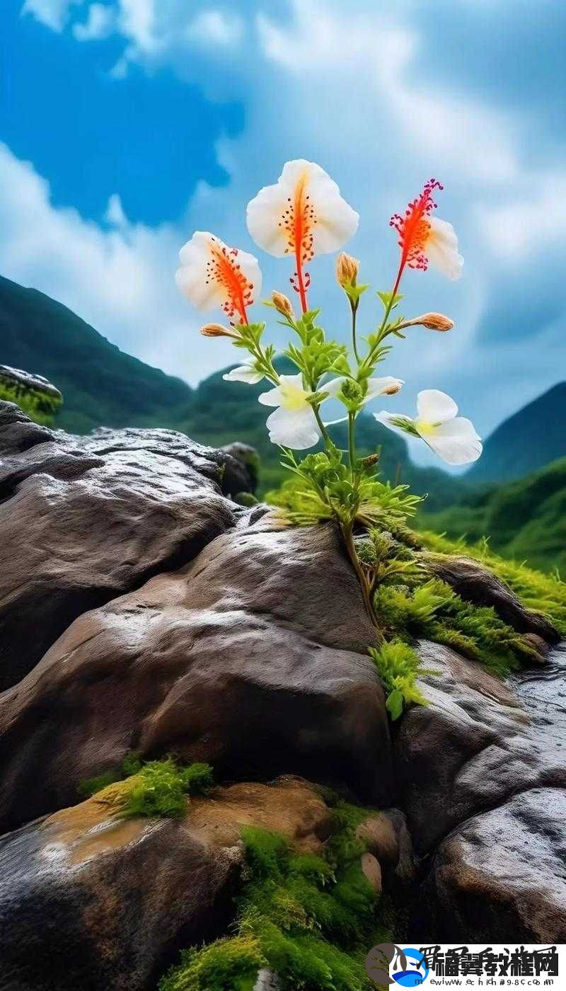 野花韩国日本
