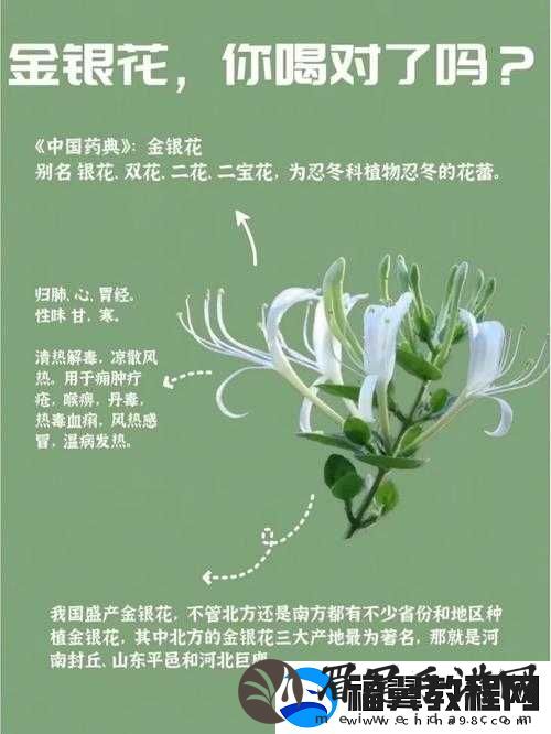 双管齐下-TXl-金银花：传统与现代结合的独特魅力之花