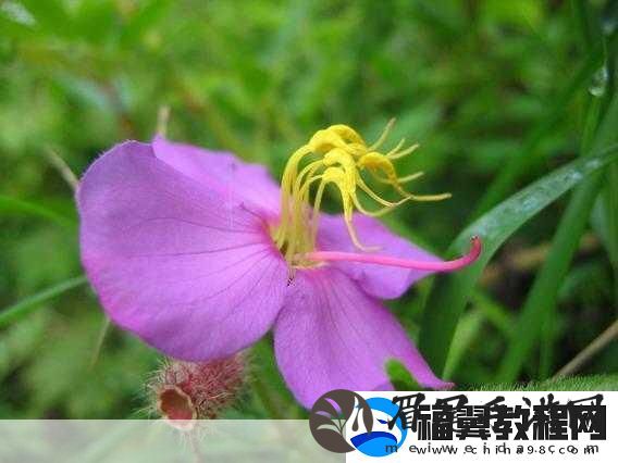 野花直播免费观看日本更新