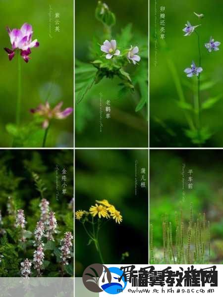 野花直播免费观看日本更新