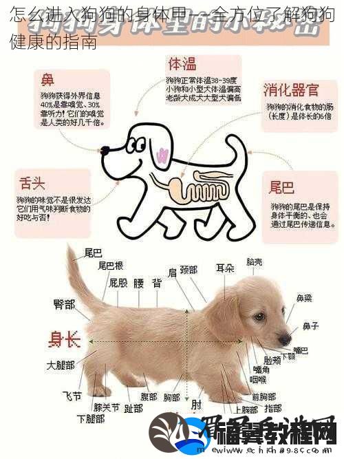怎么进入狗狗的身体甲——全方位了解狗狗健康的指南