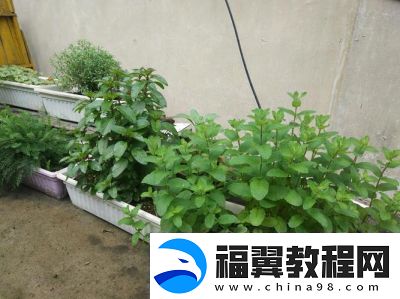 探索温暖香草的秘密所在