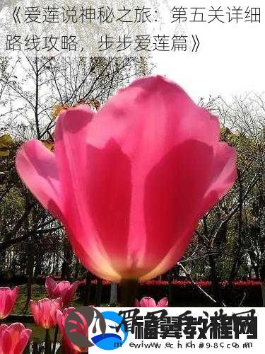 爱莲说神秘之旅