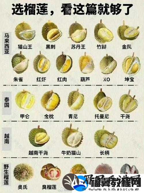 榴莲黄版无限刷
