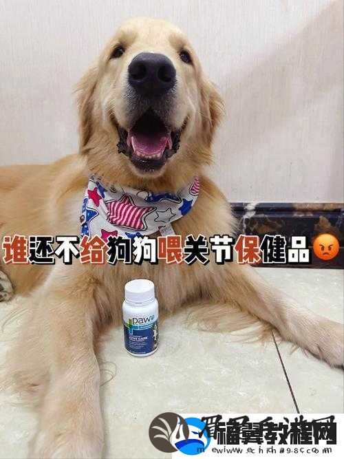人狗胶配方大全图片